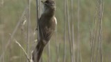 Video of Paddyfield Warbler - Singing Paddyfield Warbler near to the lake